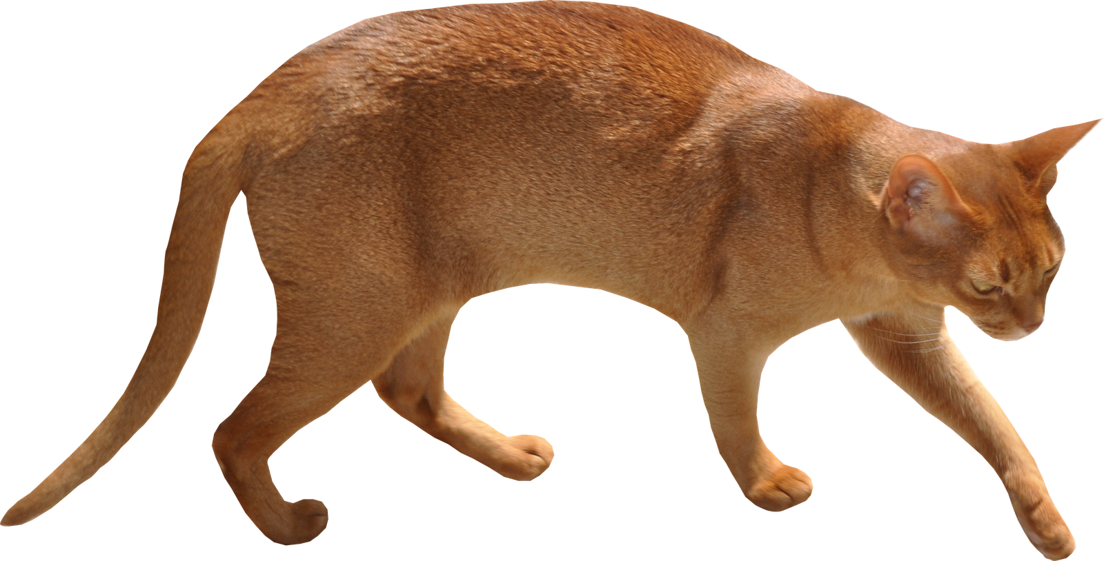 Brown Abyssinian Cat PNG Free Image
