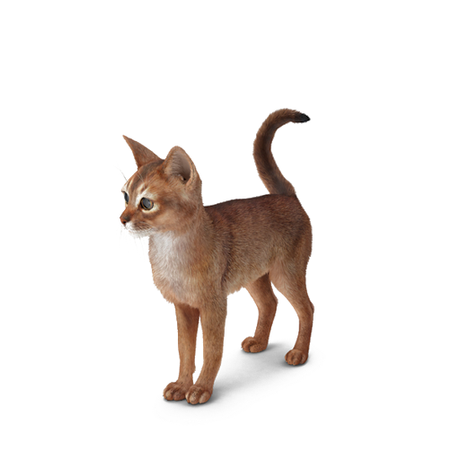 Brown Abyssinien Cat PNG HD Image