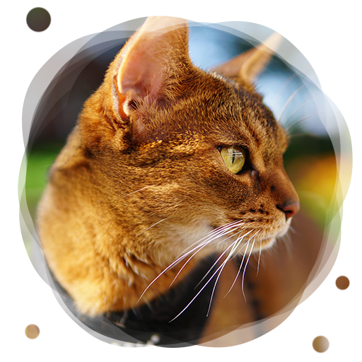 Brown Abyssinien chat png PNG