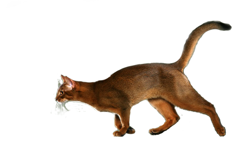 Brown Abyssinian Cat PNG Picture