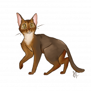 Прозрачный коричневый абиссинский кот