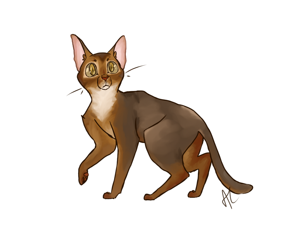 Brown Abyssinian Cat Transparent
