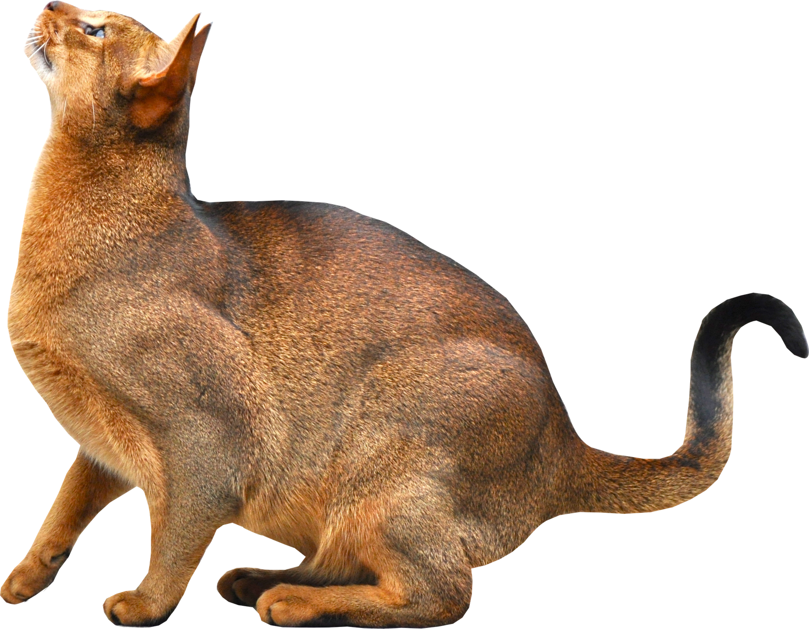 Brown Abyssinian Cat