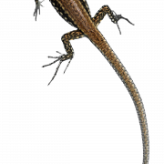 PNG de lagarto marrón