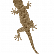 Brown Lizard PNG File