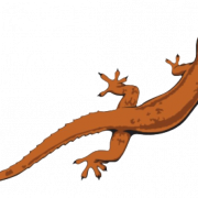 Brown Lizard PNG Image gratuite