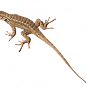 Brown Lizard PNG ภาพคุณภาพสูง