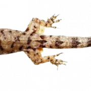 Изображения коричневой ящерицы PNG