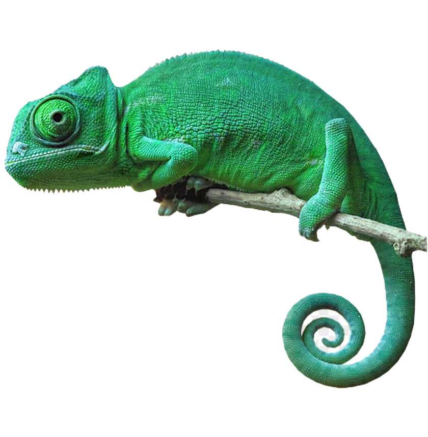 Chameleon PNG Download Image