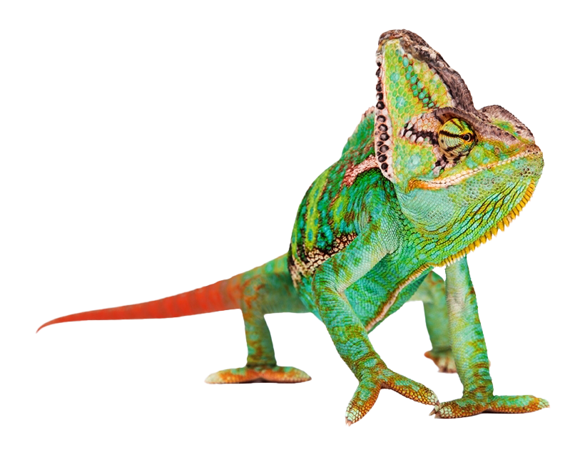 Chameleon PNG HD Image