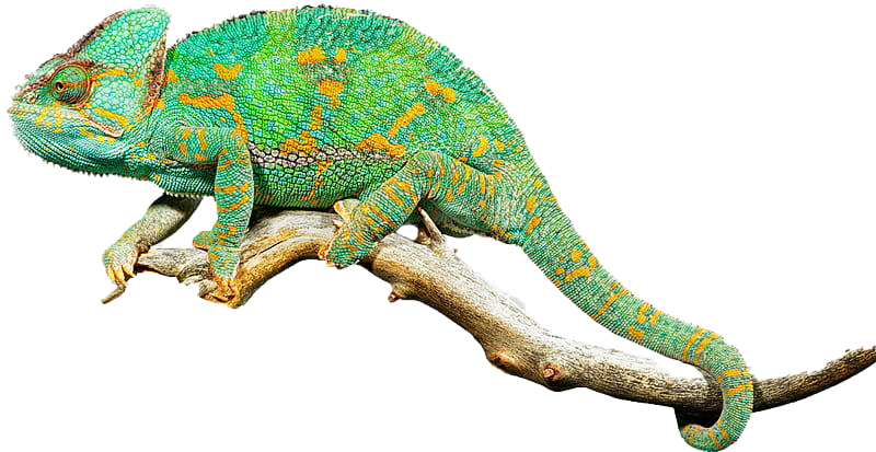 Chameleon PNG High Quality Image
