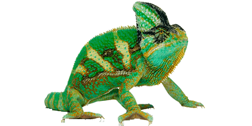 Chameleon PNG Image