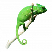 Chameleon Reptiel PNG