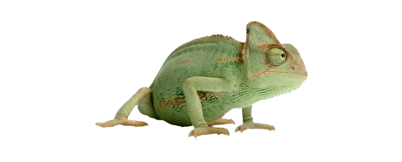 Chameleon Reptile PNG Clipart