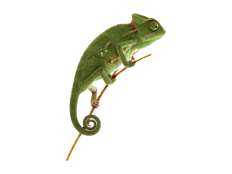 Chameleon Reptile PNG File