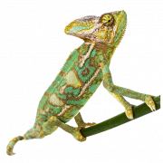 Chameleon Reptile PNG Image de haute qualité