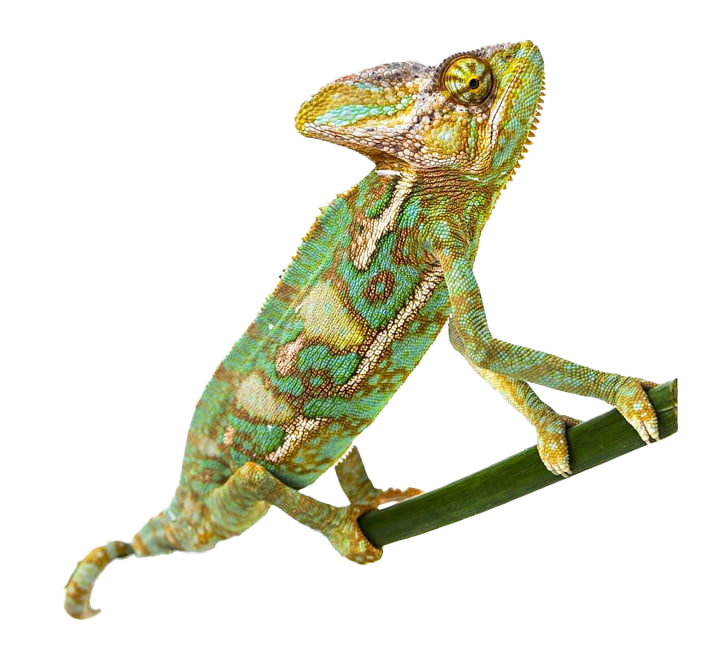 Chameleon Reptile PNG High Quality Image
