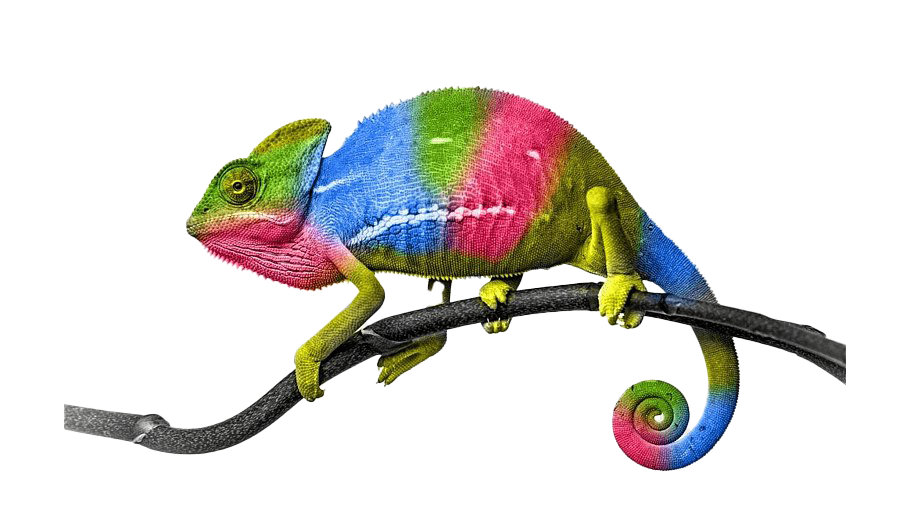 Chameleon Reptile PNG Images