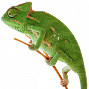 PNG de reptile caméléon