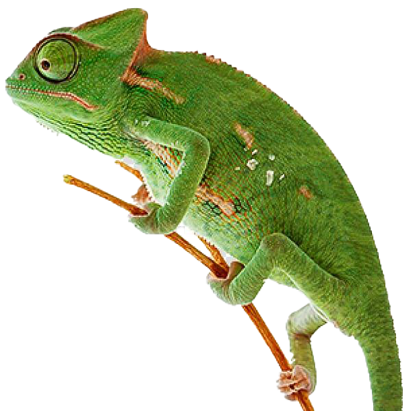 Chameleon Reptile PNG Pic