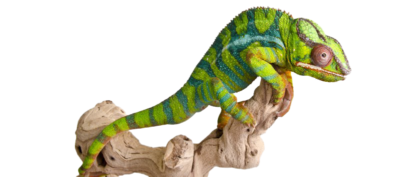 Chameleon Reptile PNG Picture
