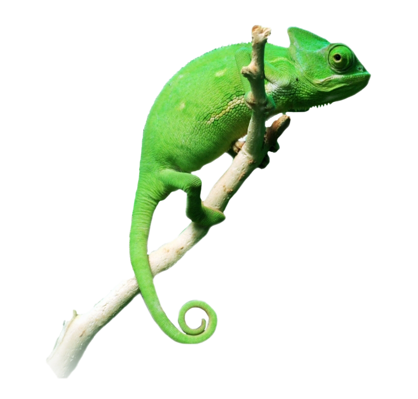 Chameleon Reptile PNG