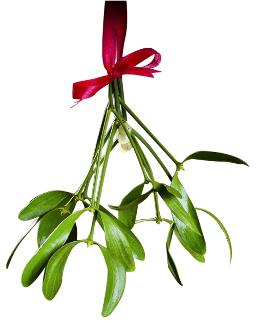 Christmas Mistletoe PNG Picture