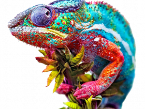 Camaleonte colorato