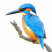 Karaniwang Kingfisher