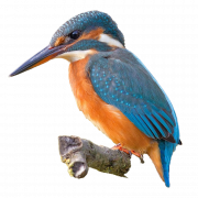 Common Kingfisher PNG
