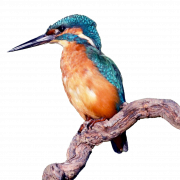 Common Kingfisher PNG Clipart