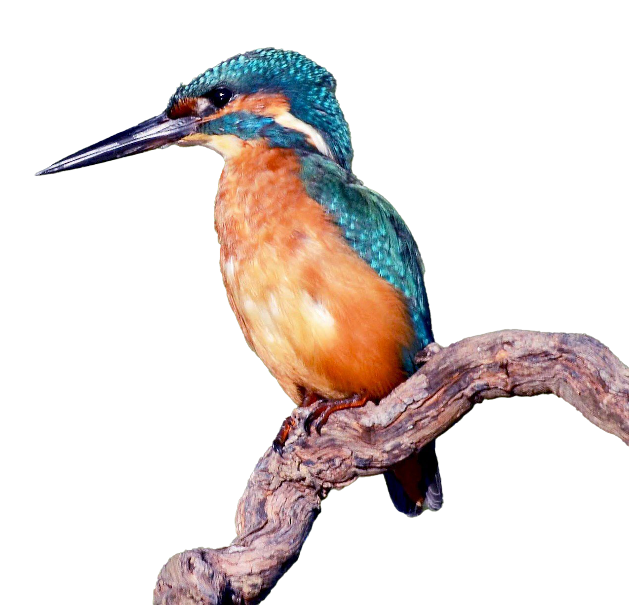 Karaniwang Kingfisher PNG Clipart