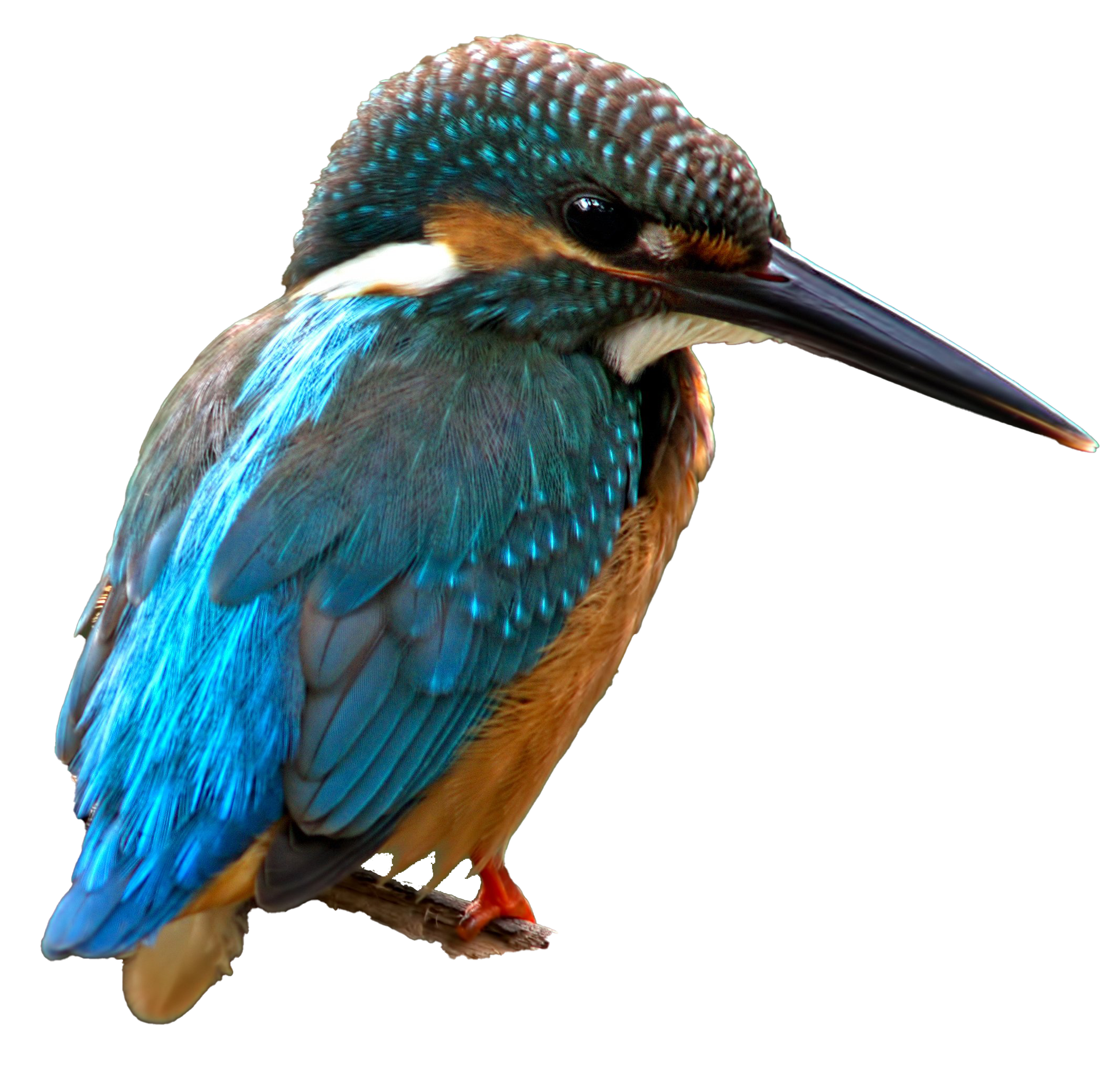 Common Kingfisher PNG Download Image