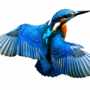 Common Kingfisher PNG File