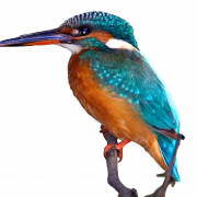 Common Kingfisher PNG Free Download