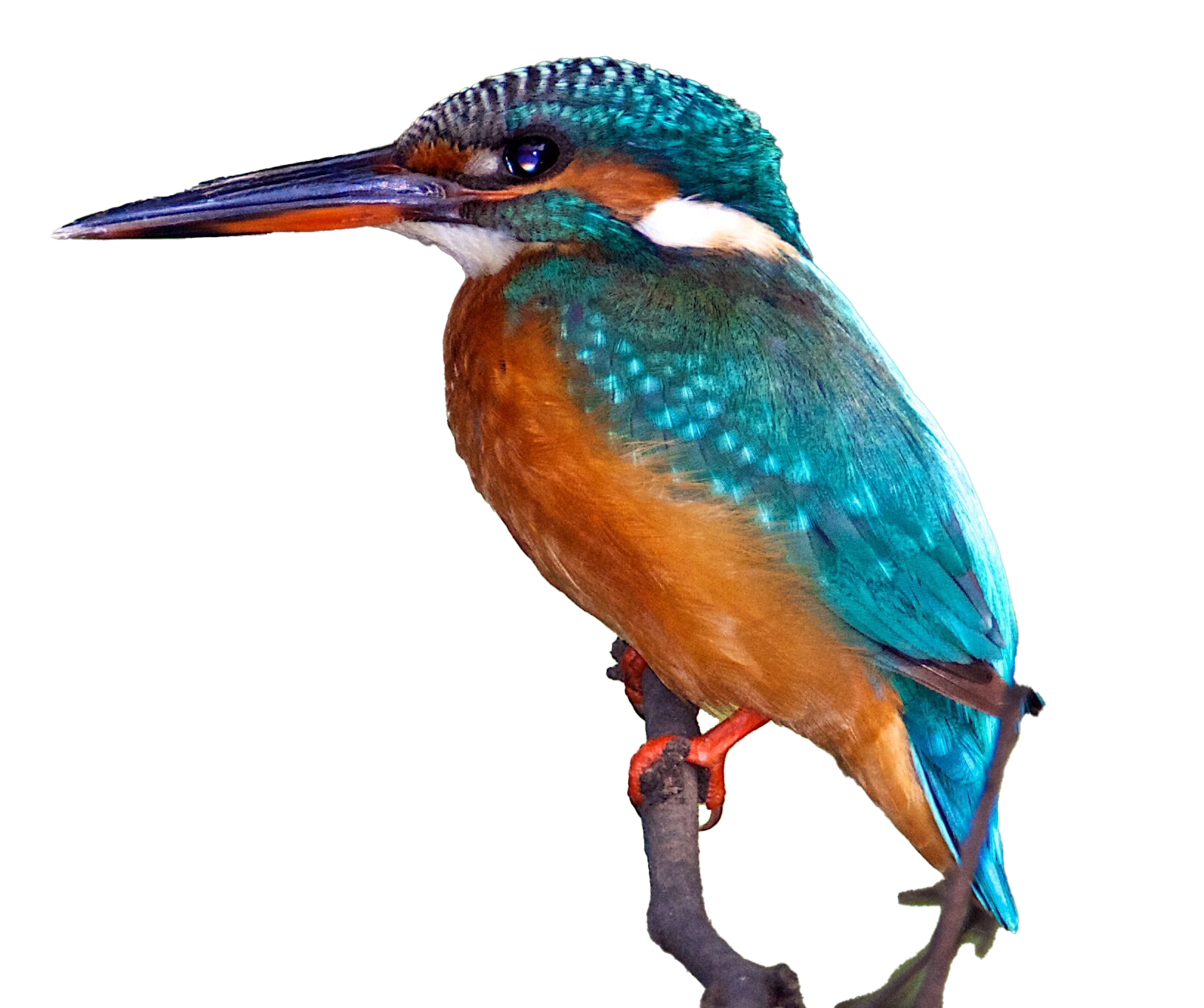 Common Kingfisher PNG Free Download
