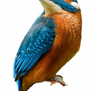 Common Kingfisher PNG Free Image