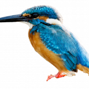 Common Kingfisher PNG HD Image