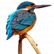 Common Kingfisher PNG High Quality Image
