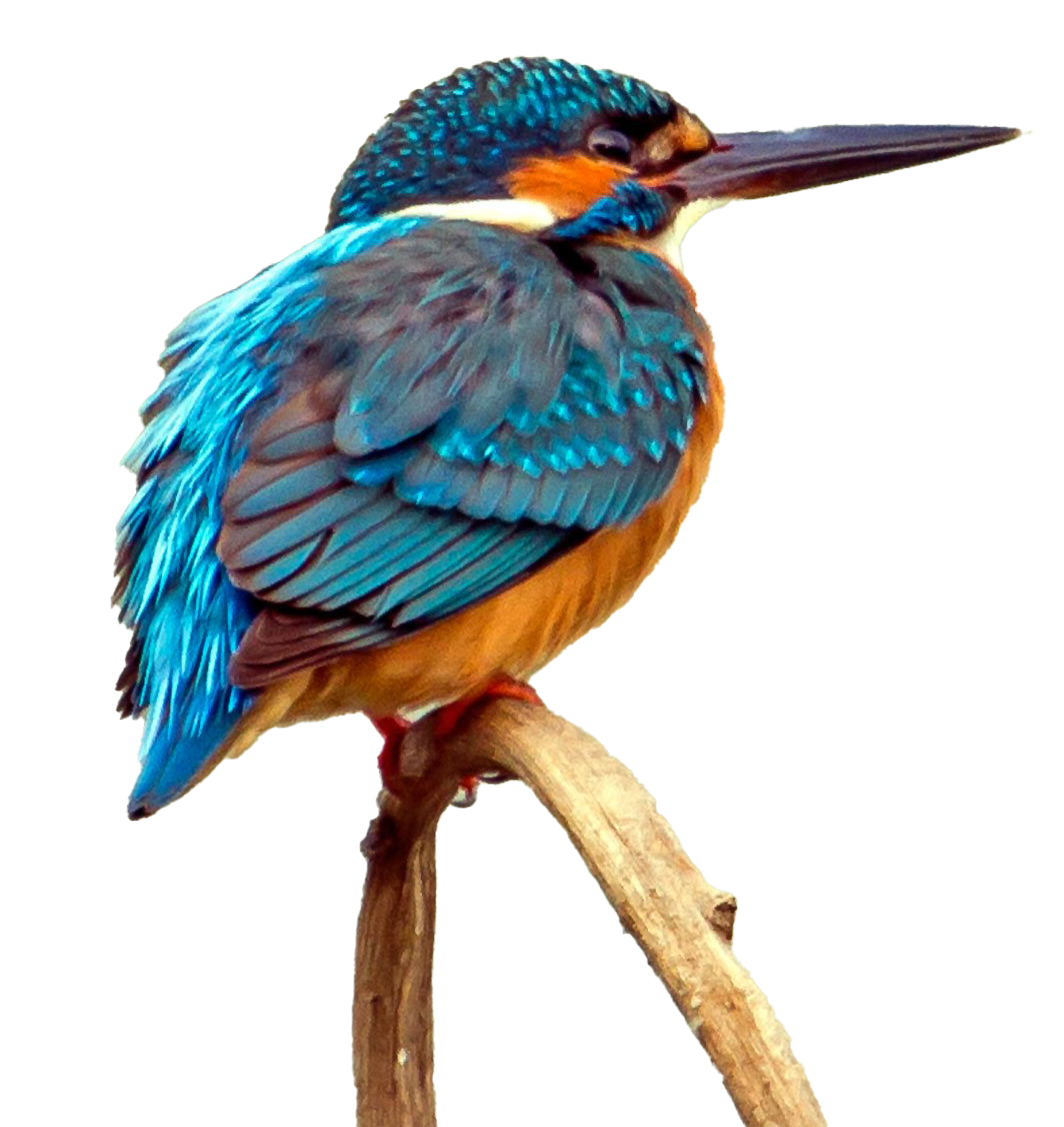 Common Kingfisher PNG High Quality Image