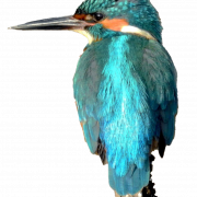 Common Kingfisher PNG Image