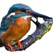 Karaniwang file ng imahe ng Kingfisher Png