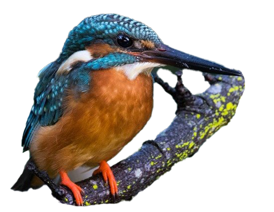 Common Kingfisher PNG Image File