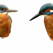 Imagem PNG de Kingfisher comum HD