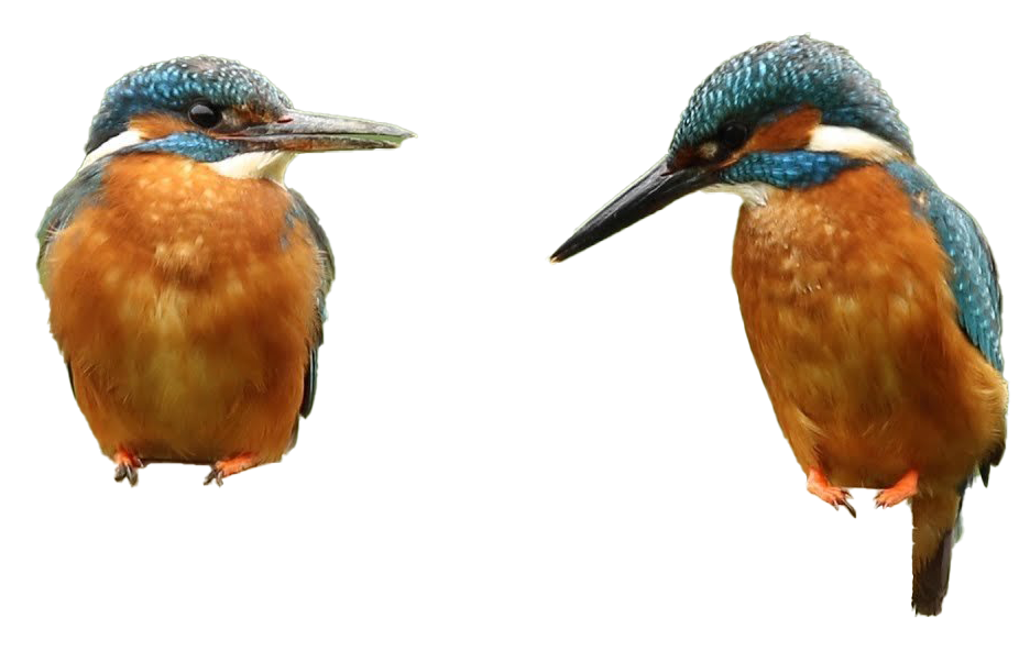 Common Kingfisher PNG Image HD