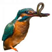Common Kingfisher PNG Images