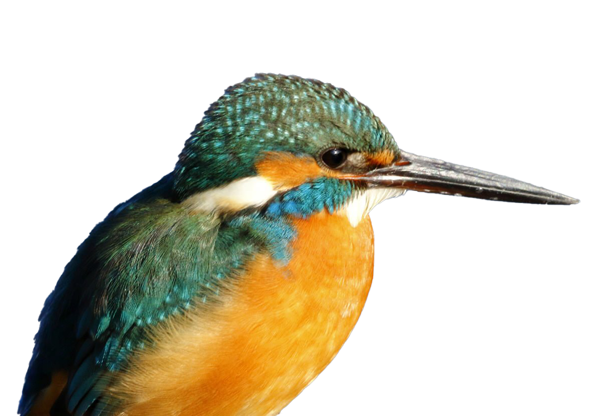 Common Kingfisher PNG Photo