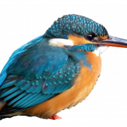 Karaniwang Kingfisher png pic