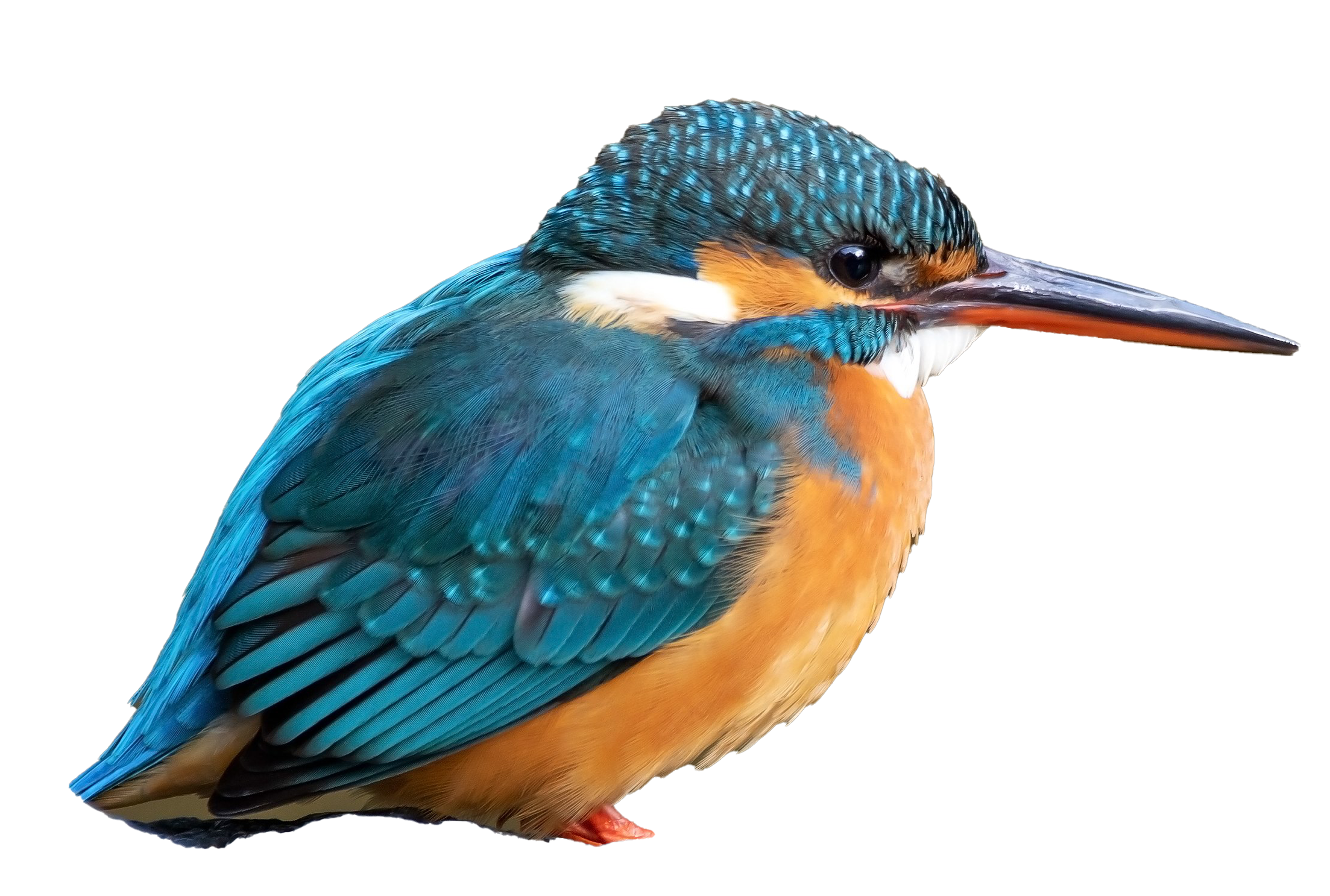 Common Kingfisher PNG Pic