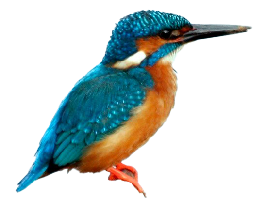 Common Kingfisher PNG Picture